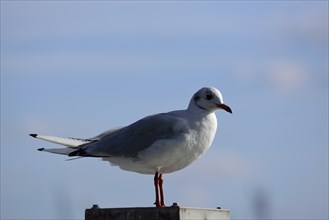 Europe, Germany, Hamburg, Harbour, Elbe, Seagull on dolphin, Europe