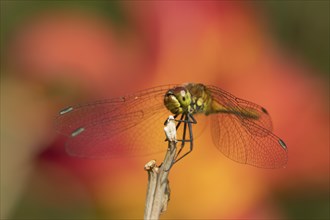 Common darter dragonfly (Sympetrum striolatum) adult female insect resting on a garden plant stem,