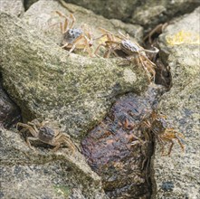 Many chinese mitten crab (Eriocheir sinensis), invasive species, neozoon, crabs, juveniles move and