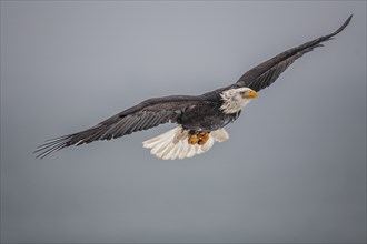 Bald eagle, Haliaeetus leucocephalus, flying, adult, winter, Homer, Alaska, USA, North America