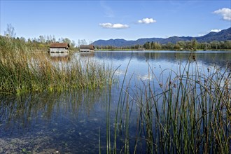 Common reed (Phragmites australis), reed, boat huts on the shore of Lake Kochel, Schlehdorf, Kochel