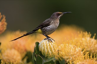 Cape Honeybird (Promerops cafer), adult, female, on flower, Protea, vigilant, Kirstenbosch Botanic