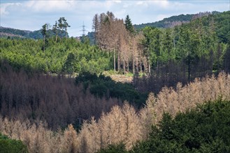 Forest dieback in the Bergisches Land, near Engelskirchen, over 70 per cent of the spruce trees are