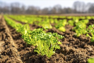 Agriculture, herb gardening, parsley plants, in a field, with a planting machine, planted in rows