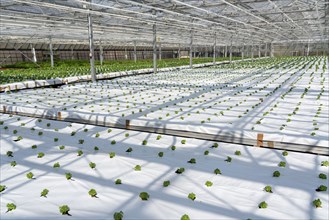 Agriculture, herb nursery, basil seedlings, growing in a greenhouse