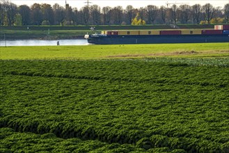 Kale field, growing area in the south of Düsseldorf, Volmerswerth district, cargo ship on the