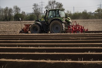 A farmer builds asparagus ridges on a field with the help of an asparagus tiller, in which the