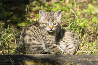 A single striped kitten sitting in the sun in a meadow, wildcat (Felis silvestris), kittens,