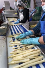 Asparagus farm, white asparagus is washed, cut and sorted by quality after harvesting, near