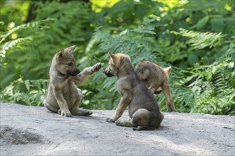 Two wolf pups playing with each other on a rock in the forest, European grey gray wolf (Canis