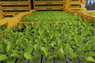 Lettuce plants, in press pots, they are planted in a field with a planting machine, agriculture,