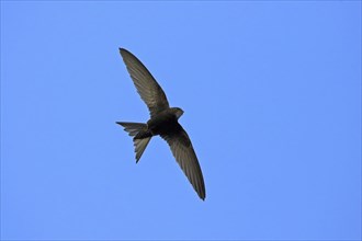 Common swift (Apus apus), family of swallows, Mannheim, Baden-Württemberg, Federal Republic of