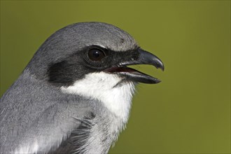 Loggerhead shrike (Lanius ludovicianus), Venice Landfill, Venice, Florida, USA, North America