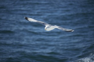 Close-up of Yellow-legged gull (Larus michahellis) in spring (april) on Helgoland a small Island of