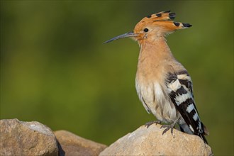 Hoopoe, (Upupa epops), on a perch, family Hoopoes, early raptors, Hides de El Taray / Lesser