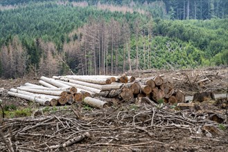 Forest dieback in the Arnsberg Forest nature park Park, over 70 per cent of the spruce trees are