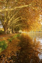 Platanen Allee, lakeside path on Lake Baldeney, near Haus Scheppen, in Essen, autumn, North