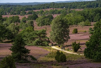 Flowering heath, heather and juniper bushes, near Wilseder Berg, in the Lüneburg Heath nature