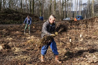 Reforestation in the Arnsberg forest near Rüthen-Nettelstädt, district of Soest, forestry workers