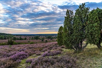 Heather blossom of the broom heather, in the Lüneburg Heath nature reserve, near Wilseder Berg,