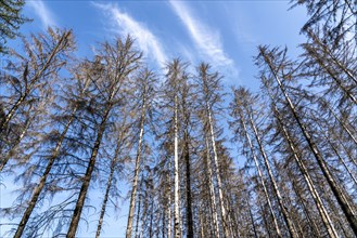 Forest dieback in the Arnsberg Forest, northern Sauerland, dead spruce trees, North