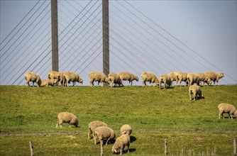 Flock of sheep on a Rhine dyke near Rees, Rhine bridge Rees, B67, Lower Rhine, Germany, Europe