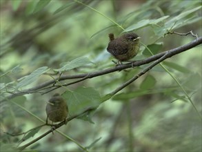 Eurasian wrens (Troglodytes troglodytes) sitting on branches, Grunewald, Berlin, Germany, Europe