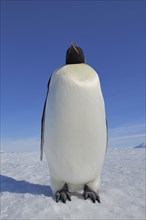 Emperor penguins (Aptenodytes forsteri), Adult, Snow Hill Island, Antartic Peninsula, Antarctica