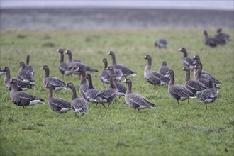 Greater white-fronted geese (Anser albifrons), Emsland, Lower Saxony, Germany, Europe