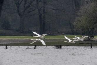 Tundra swans (Cygnus bewickii), flying, Emsland, Lower Saxony, Germany, Europe