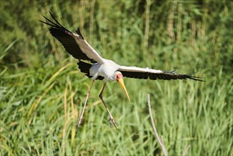 Yellow-bird Stork (Mycteria ibis), flying, landing, captive, distribution Africa