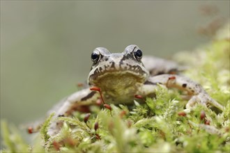 Common frog (Rana temporaria), North Rhine-Westphalia, Germany, Europe