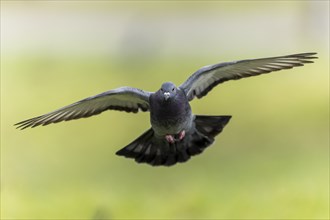 City dove (Columba livia forma domestica) in flight, wildlife, Germany, Europe