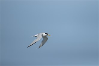 Little tern (Sternula albifrons) adult bird in flight against a blue sky, Suffolk, England, United