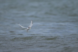 Little tern (Sternula albifrons) adult bird emerging from the sea with a fish in its beak, Suffolk,