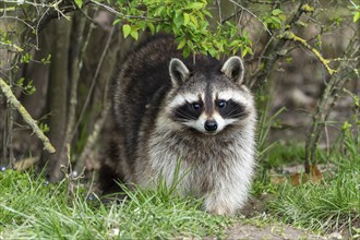 Raccoon (Procyon lotor) animal portrait, France, Europe