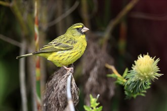 Woodland Finch (Crithagra scotops), adult, male, foraging, on wait, Kirstenbosch Botanic Gardens,