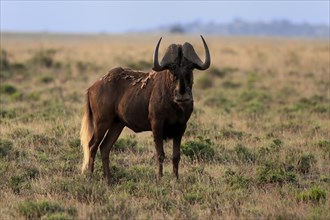 White-tailed wildebeest (Connochaetes gnou), adult, alert, Mountain Zebra National Park, Eastern