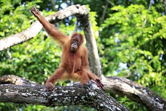 Bornean orangutan (Pongo pygmaeus), young animal, climbing a tree, Borneo