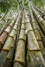 Bamboo, Osa Peninsula, Punterenas Province, Costa Rica, Central America