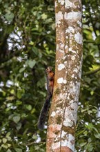 Variegated squirrel (Sciurus variegatoides) running on a tree trunk, Heredia province, Costa Rica,