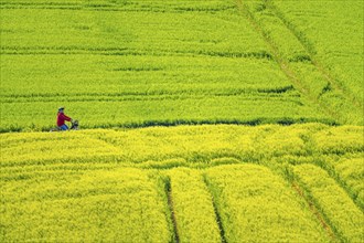 Cereal fields in spring, still green and fresh in growth, field path, cyclist, North