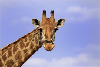 Southern giraffe (Giraffa camelopardalis giraffa), adult, portrait, Kruger National Park, Kruger