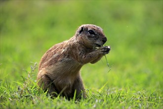 Cape ground squirrel (Xerus inauris), adult, alert, standing upright, feeding, Mountain Zebra