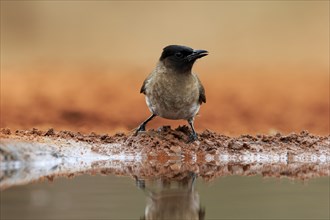 Grey bulbul (Pycnonotus barbatus), adult, at the water, Kruger National Park, Kruger National Park,