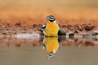 Golden-breasted Bunting (Emberiza flaviventris), adult, at the water, bathing, Kruger National