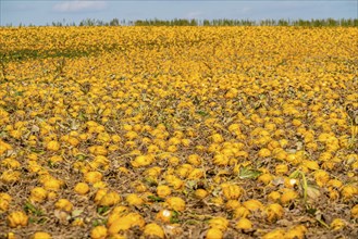 Field with Styrian oil pumpkins, partly dried up due to the drought in summer 2020, on the Lower