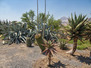 Cactuses in botanic garden, Parque Quilapilún de Anglo American, Región Metropolitana, Chile, South