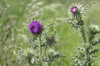 Musk Thistle (Carduus nutans), Mecklenburg-Western Pomerania, Germany, Europe