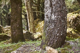 Close-up of tree trunks with moss growth in a dense forest, Large old trees, wild nature, Profitis